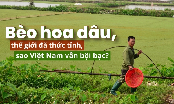 Các nhà khoa học nói gì về tương lai bèo hoa dâu ở Việt Nam?