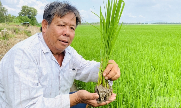 An Giang mở rộng trồng lúa Nhật theo hướng hữu cơ để xuất khẩu