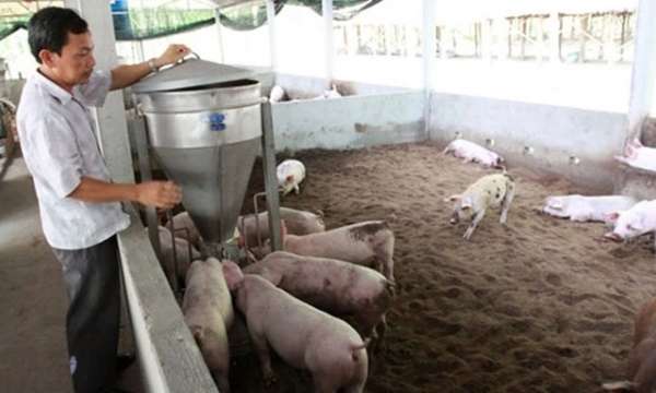 Hiến kế tháo 'điểm nghẽn' cho nông nghiệp tuần hoàn trong chăn nuôi