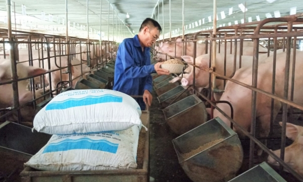 Nghịch lý giá thức ăn chăn nuôi phi mã, giá lợn hơi giảm sâu