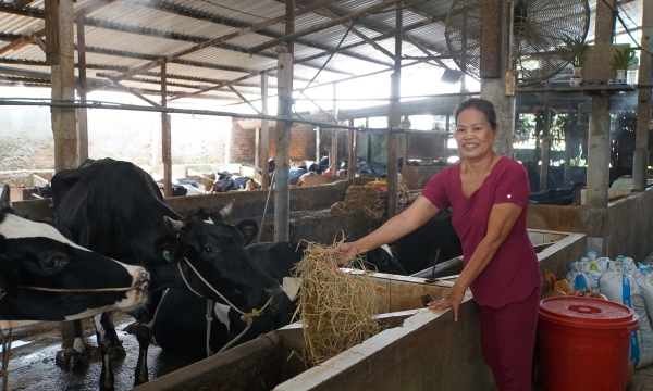 Dịch chuyển ở thủ phủ bò sữa Củ Chi: [Bài cuối] Hỗ trợ nông dân đi 'đường trường'