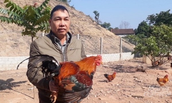 Nở rộ hình thức nuôi gà thả đồi tại Thái Nguyên