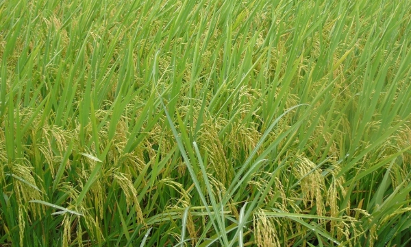 Thử nghiệm giống lúa ST25 tại Ninh Thuận, năng suất hơn 63 tạ/ha