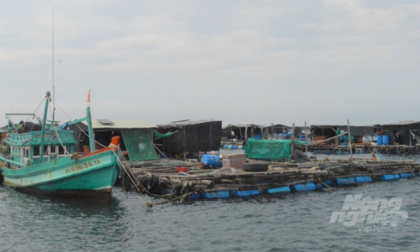 Fish cage farming promoted in Kien Giang