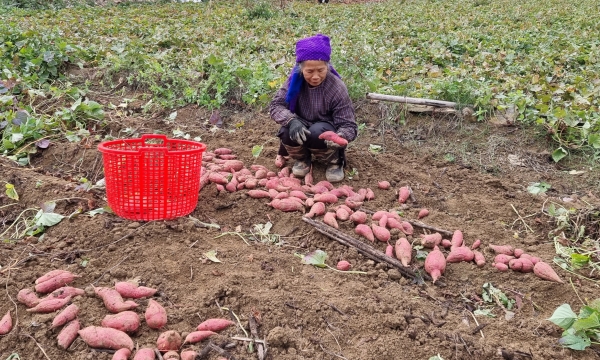 Sweet potato: Good domestic consumption, having potentials for export