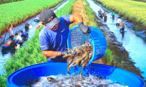 Multi-value of rice-shrimp farming