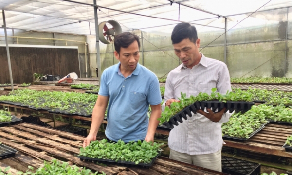 Lam Dong still has difficulties applying in vitro plant tissue culture