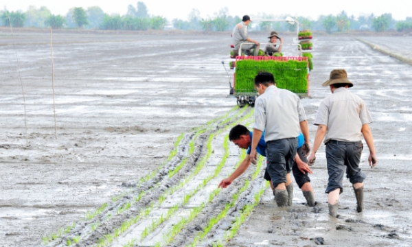 Strengthening the expansion of SRP rice cultivation