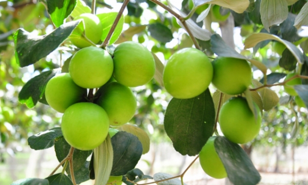 Fruit growing areas see higher profits thanks to the VietGAP application