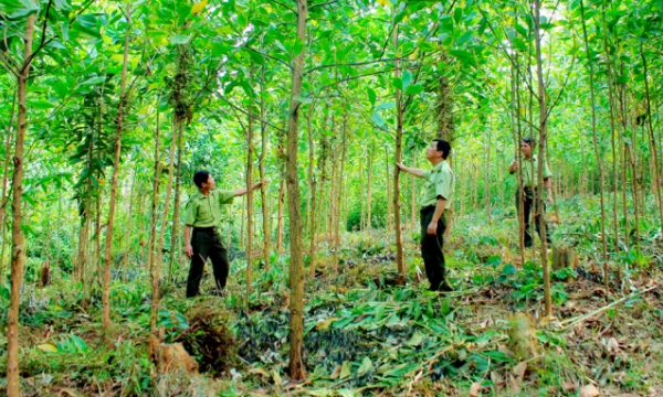 Cần chính sách bảo hiểm cho rừng trồng gỗ lớn