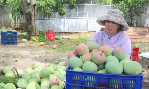 Farmers abandon mango orchards, don't care about harvest