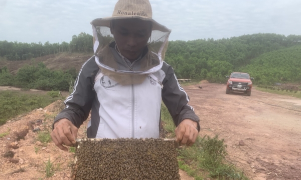 The first mangrove beekeeping model in Quang Ninh