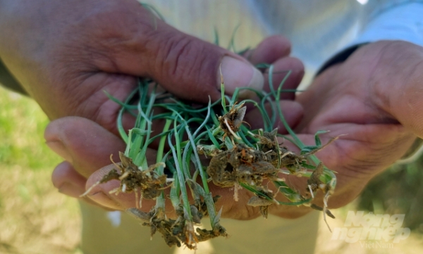 Gần 30 ha lúa chết sau khi phun thuốc trừ cỏ