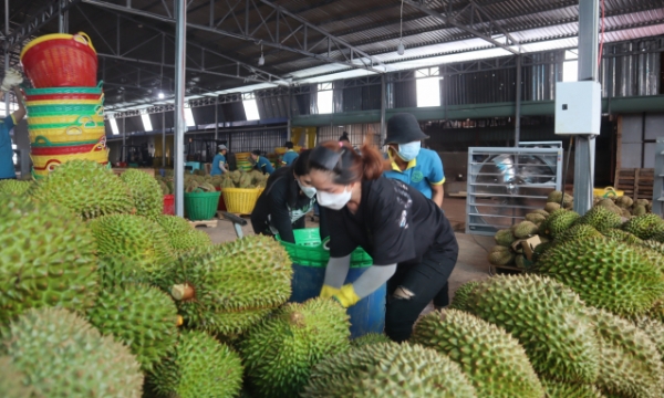 Ready for the ‘golden time’ to export durian to China through official quota