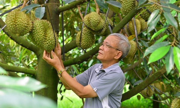 High quality durian produced for export to China