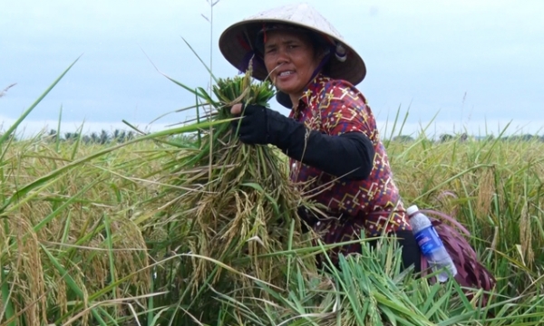 Hải Phòng mở rộng diện tích trồng lúa hữu cơ