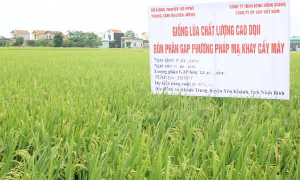 Nông dân Ninh Bình hồ hởi với sản xuất lúa hướng hữu cơ