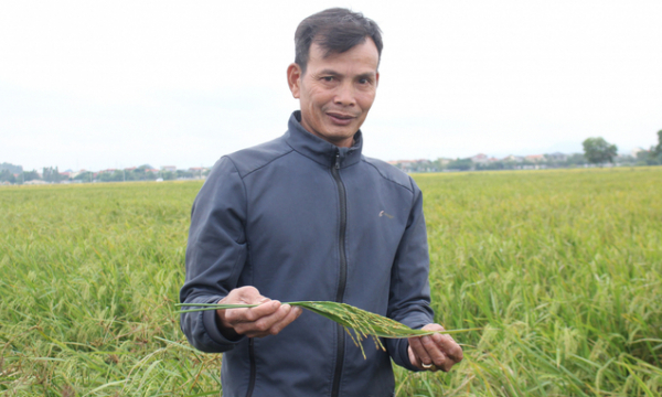 Mechanization in rice farming earns farmer a fortune