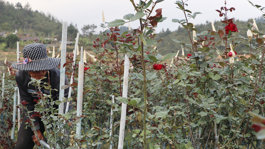 Hoa hồng tô thắm bản làng vùng cao Nậm Khắt