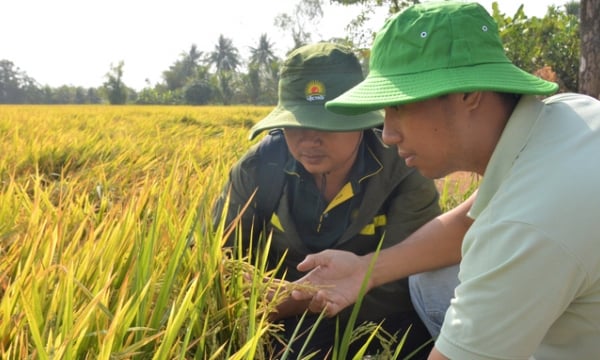 Kiên Giang thu hoạch gần 2,5 triệu tấn lúa, giá cao, nông dân vui trúng mùa