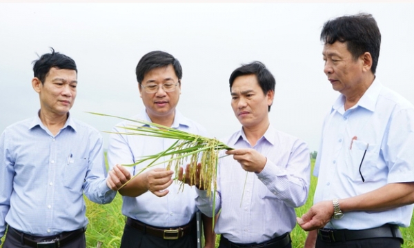 Lợi nhuận tăng gấp đôi nhờ trồng lúa hữu cơ liên kết