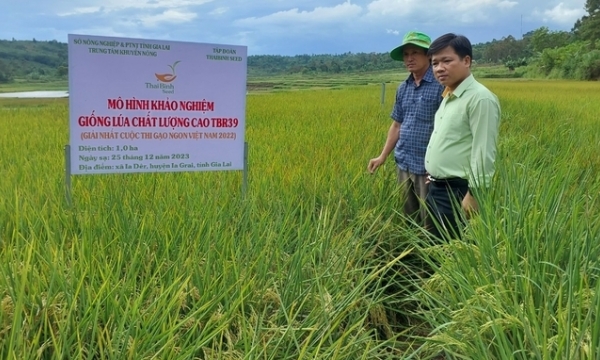 Nông dân Gia Lai hào hứng với giống lúa gạo ngon nhất Việt Nam