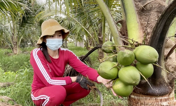 Dừa xiêm cho trái ngọt ở vùng đất mặn phèn