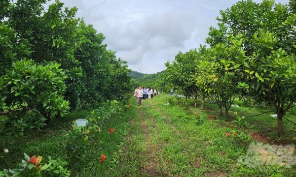 Vườn cam xen bưởi mướt mắt ở huyện miền núi xứ Thanh