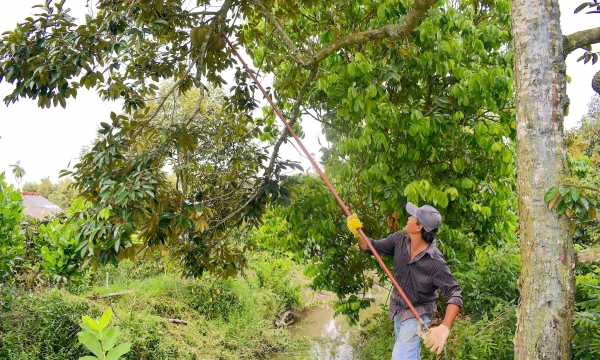Tiền Giang phấn đấu cấp mã số vùng trồng cho 100% diện tích cây ăn trái