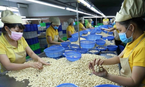 The quest for survival in the harsh cashew market