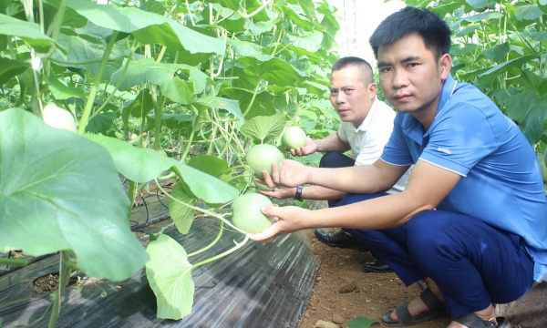 Chàng trai 'truyền nghề' trồng dưa lưới cho nông dân xứ Nghệ