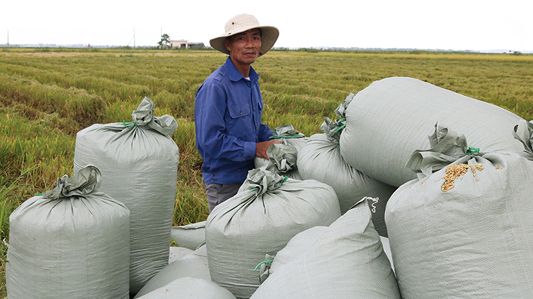 Liên kết sản xuất lúa hướng hữu cơ, nông dân lãi 30 triệu đồng/ha