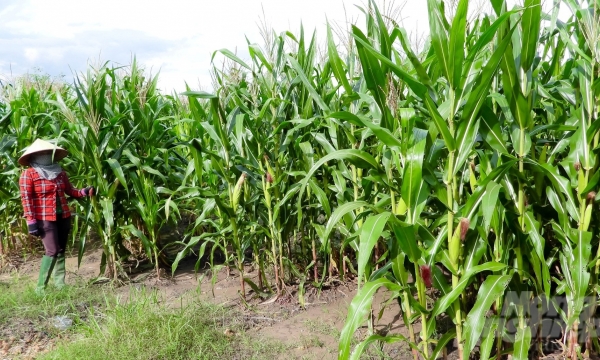 Biomass corn – a new prospect for farmers in Tay Ninh