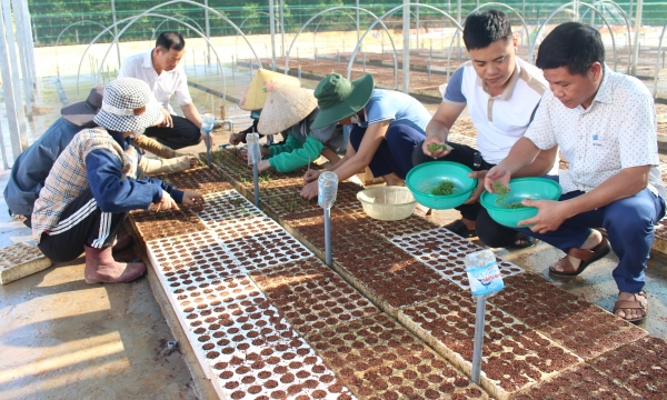 Xây dựng vườn ươm cải tiến sản xuất cây giống keo lai nuôi cấy mô