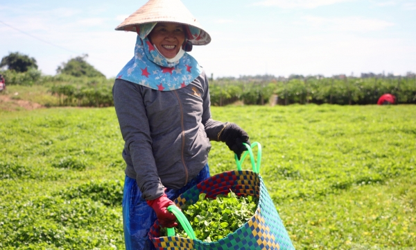 'Chất xúc tác' cho nông nghiệp hữu cơ Thừa Thiên Huế