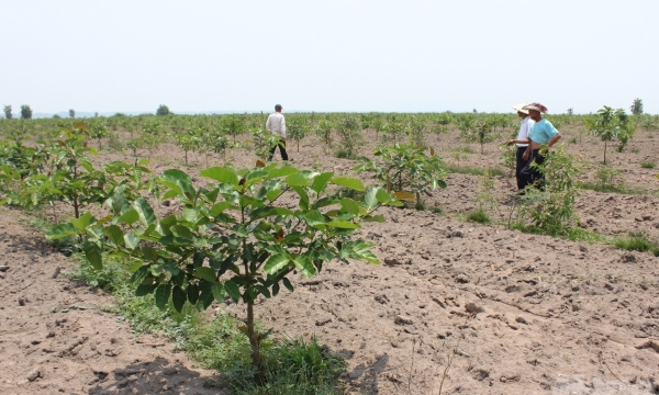 Tay Ninh realizes the 1-billion-tree program