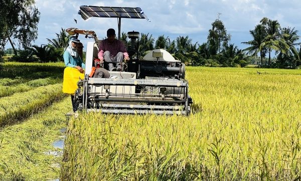 Huyện Phước Long mở rộng diện tích luân canh lúa - tôm