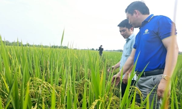 Nơi nông dân tự làm phân vi sinh, thuốc thảo mộc để làm lúa hữu cơ