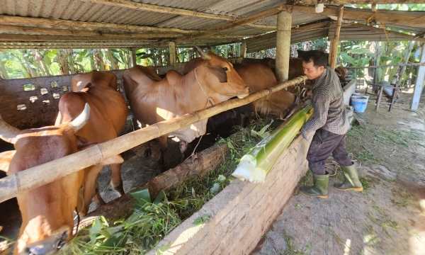 Hybrid cows gradually replace local cows, people have more income