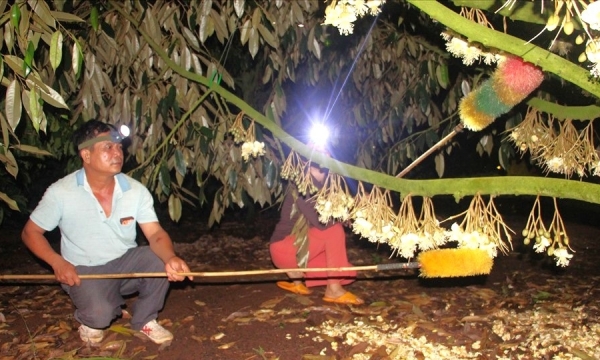 Ban hành quy trình tạm thời kỹ thuật cắt tỉa hoa, quả, thu hoạch sầu riêng