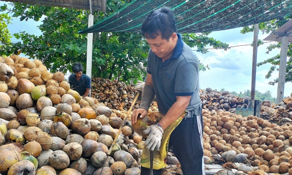 Thời cơ để nhân rộng sản xuất dừa hữu cơ
