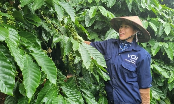 Kiên trì trồng cà phê hữu cơ dù bị chê... lười!