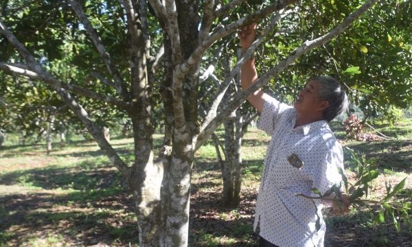 Băn khoăn tìm tương lai cho cây mắc ca Vĩnh Sơn