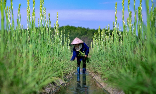 Biến ruộng chiêm trũng thành vùng hoa lớn nhất Quảng Ninh