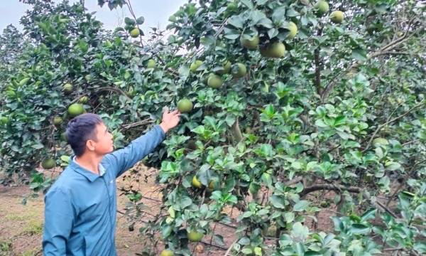 Tăng 10-15% thu nhập nhờ tưới tự động cho cây ăn quả