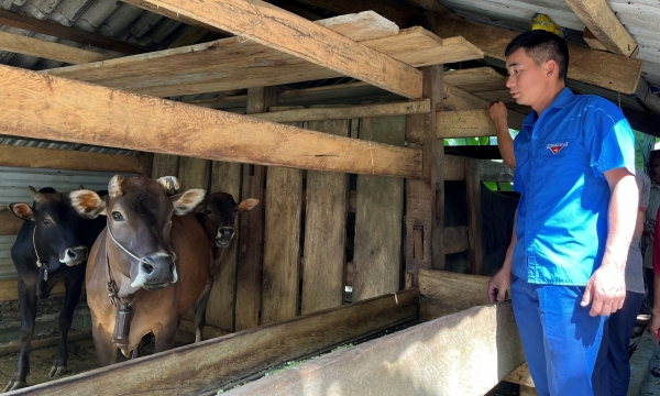 Tập huấn kỹ thuật chăn nuôi bò sinh sản cho thanh niên