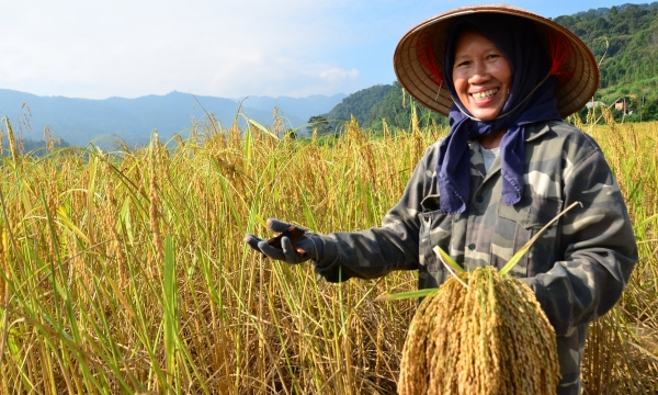 Chuyện nhóm Hoa Cốm trồng lúa nếp đặc sản hữu cơ