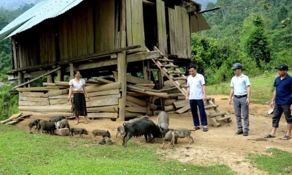 Giống lợn đen bản địa thịt thơm ngon ở bản biên giới Việt - Lào
