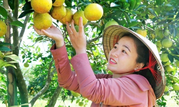 Hà Tĩnh chuẩn bị kỹ cho đề án nông nghiệp hữu cơ giai đoạn 2023-2025