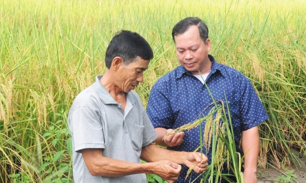 Làm lúa hữu cơ trên nền đất nuôi tôm: Làm một, được hai